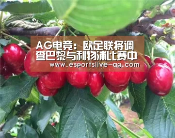 AG电竞:欧足联将调查巴黎与利物浦比赛中的烟雾燃放(图4) AG入口